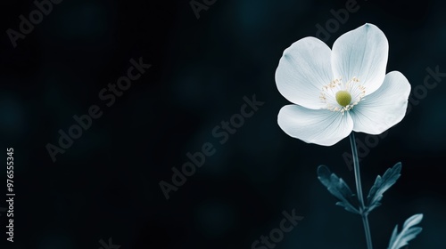 A white flower is the main focus of the image. The flower is surrounded by a dark background, which creates a sense of contrast and draws attention to the flower