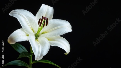 A white flower with a black background. The flower is the main focus of the image. The black background creates a sense of contrast and emphasizes the beauty of the flower
