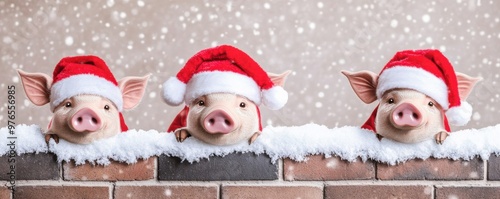 Three adorable pigs wearing Santa hats, festive and cheerful, perfect for holiday-themed projects and seasonal decorations. photo