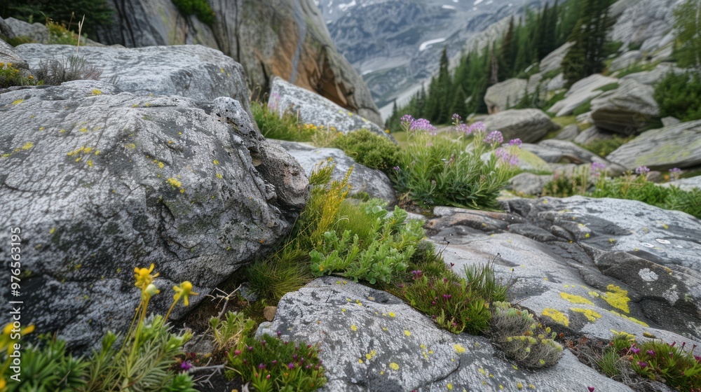 A close-up of rocky terrain in the Rocky Mountains with alpine flora A close-up of rocky terrain in the Rocky Mountains with alpine flora