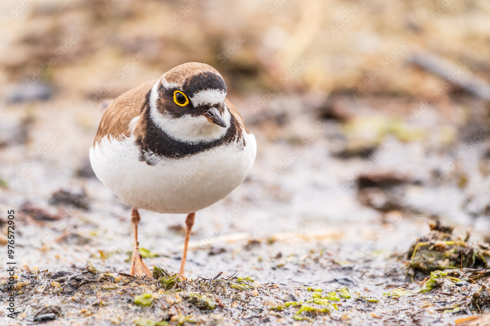 Little ringed plover (Charadrius dubius), bird standing on the lake shore Little ringed plover (Charadrius dubius), bird standing on the lake shore