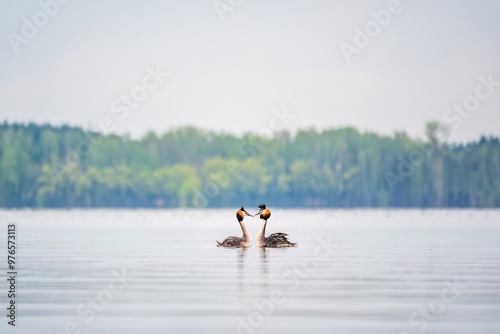 Mating games of two water birds Great Crested Grebes. Two waterfowl birds Great Crested Grebes swim in the lake with heart shaped silhouette photo