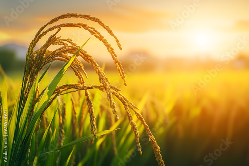A rice field bathed in golden light at sunset, with rice stalks.