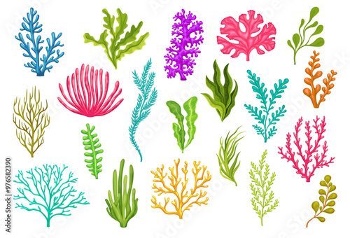 Cartoon sea underwater algae seaweed plants. Isolated vector set of aquarium, coral reef wildlife nature biodiversity. Ocean and undersea water life, weeds and wracks, laminaria, kelp, marine flora