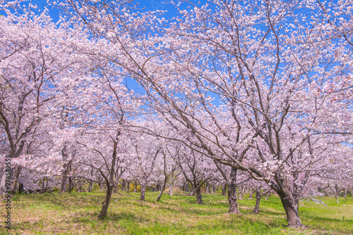 快晴の青空と満開に咲き誇る桜