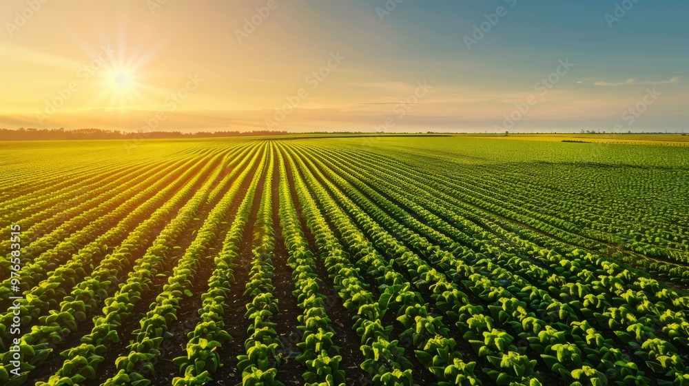 golden field with rows of crops, glowing in the light of the setting sun, creating a peaceful and abundant agricultural scene, with plenty of copy space for text