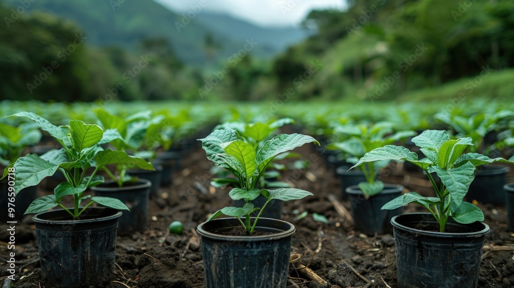 Rows of young plants in black pots, growing in a nursery or plantation, with a blurred green background of trees and mountains. Rows of young plants in black pots, growing in a nursery or plantation, with a blurred green background of trees and mountains.