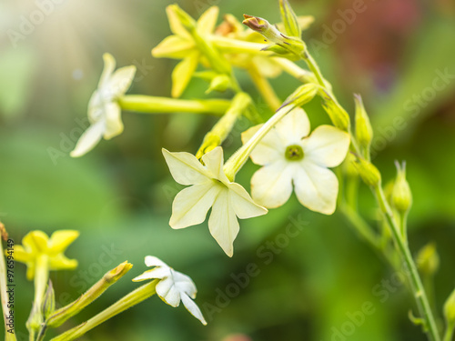Fototapeta Naklejka Na Ścianę i Meble -  Flowering ornamental tobacco plant, Nicotiana alata