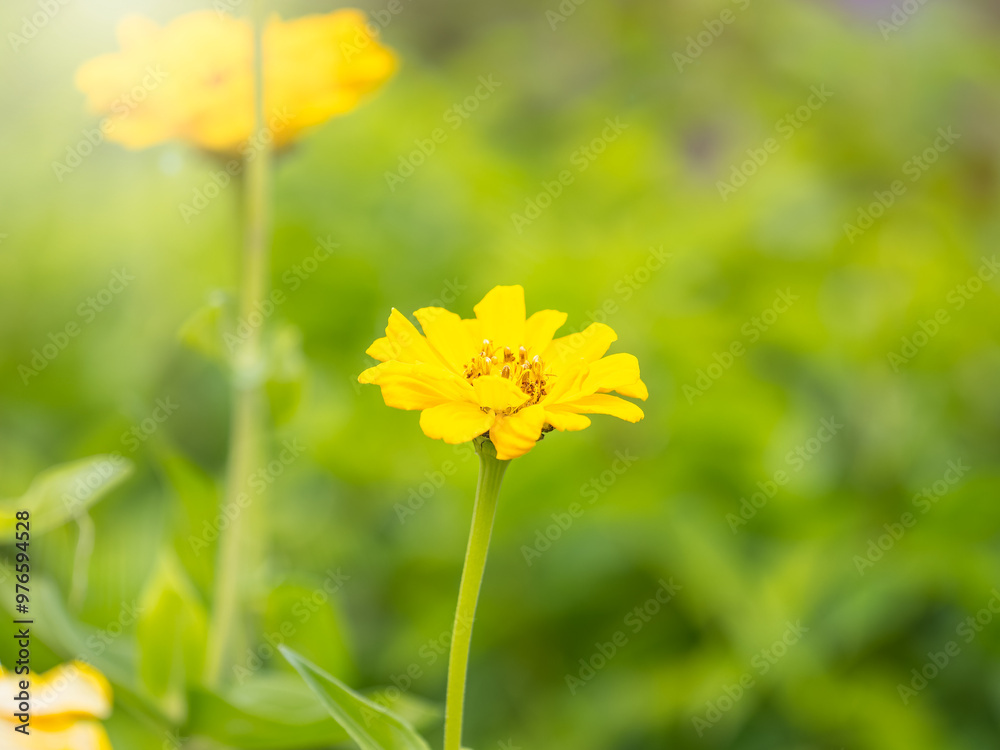 Obraz premium Yellow Zinnia flowers. Flowers zinnia elegans. Color nature background.