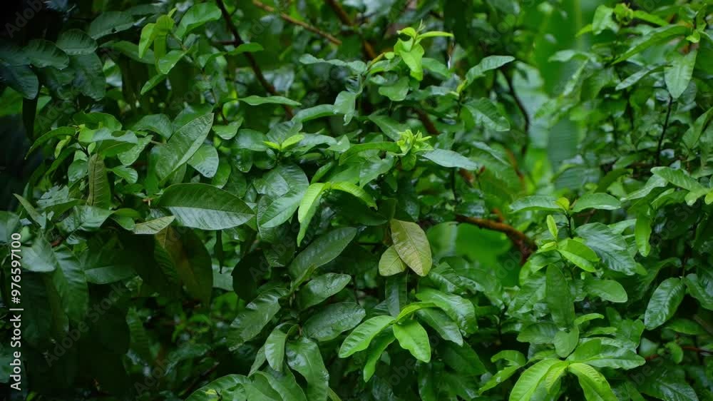 In the rainy season, eastern India receives heavy rainfall during the rainy season. In the rainy season, eastern India receives heavy rainfall during the rainy season.