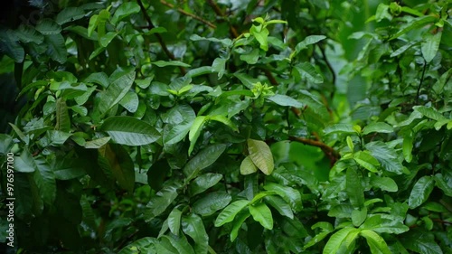 Wallpaper Mural In the rainy season, eastern India receives heavy rainfall during the rainy season. Torontodigital.ca