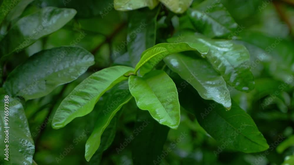 In the rainy season, eastern India receives heavy rainfall during the rainy season. In the rainy season, eastern India receives heavy rainfall during the rainy season.