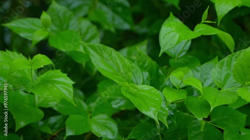 Wallpaper Mural In the rainy season, eastern India receives heavy rainfall during the rainy season. Torontodigital.ca