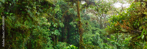 Tropical Rainforest