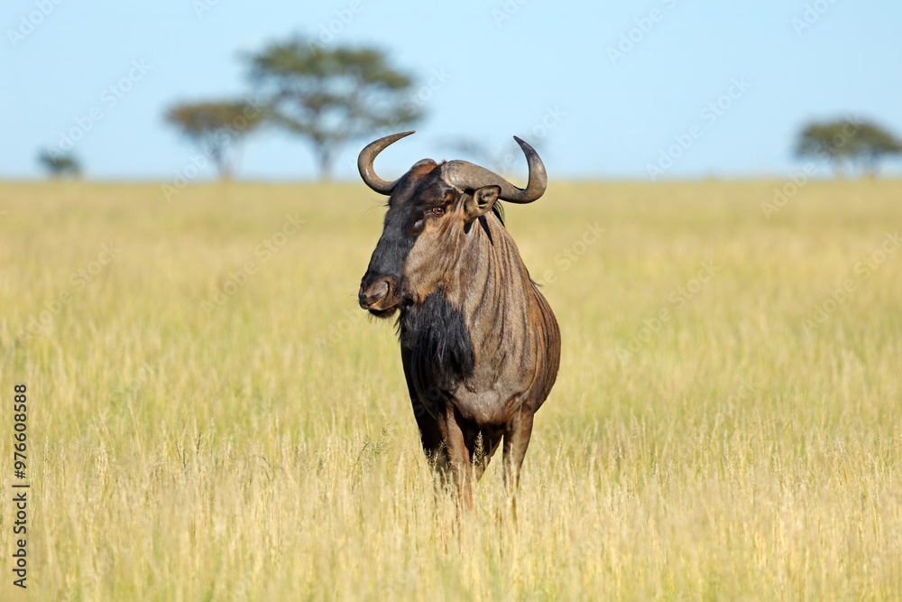 A blue wildebeest (Connochaetes taurinus) in grassland, Mokala National Park, South Africa