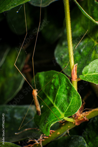 Water Striders, Pond Skaters perched on a leaf in the rainforest. photo