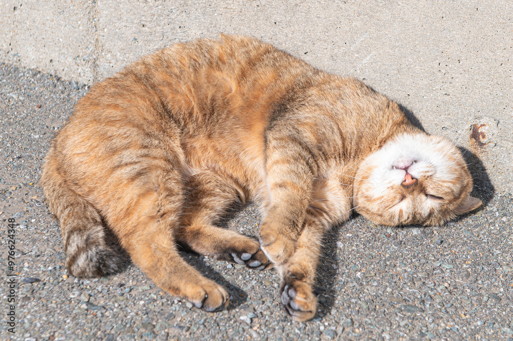 Fototapeta premium 福岡県新宮町・猫の島（相島）の野良猫