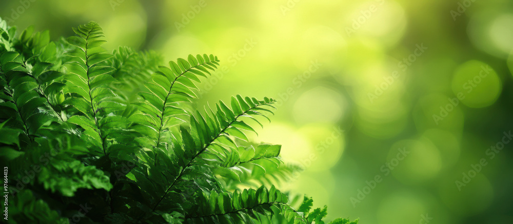 Green Fern Leaves. Green Fern Leaves.
