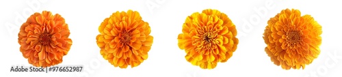 orange zinnia flower collection isolated on transparent background