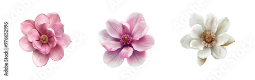 magnolia flower pack isolated on transparent background