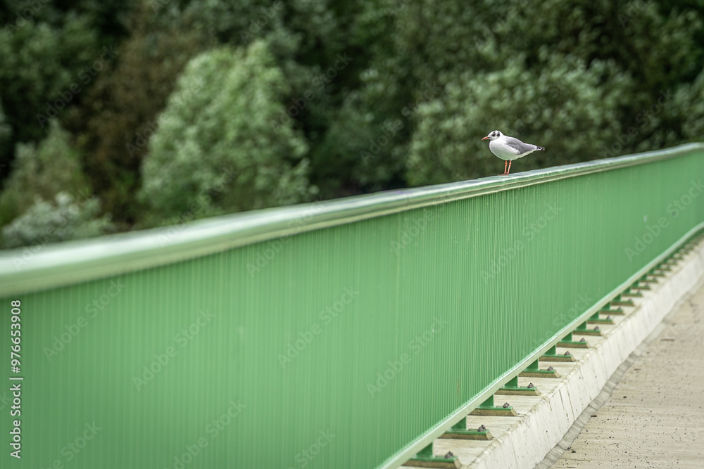 Eine Möwe auf einem Zaun einer Brücke. Eine Möwe auf einem Zaun einer Brücke.