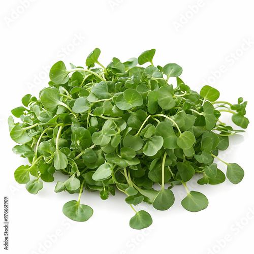 Fresh organic watercress over white background photo