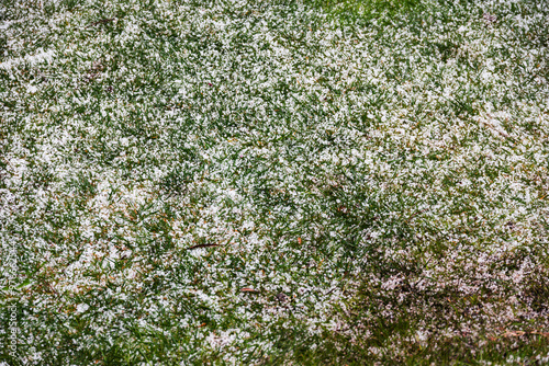 Australian backyard covered in hail with lawn and tropical plants surrounded by ice, climate change and atypical weather