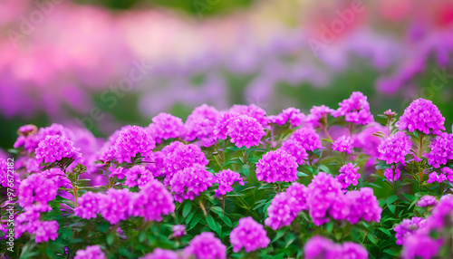 Purple Flower Field, a Dreamlike Garden Scene.