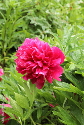 Wallpaper Mural bright red peony flower with raindrops growing in the garden Torontodigital.ca