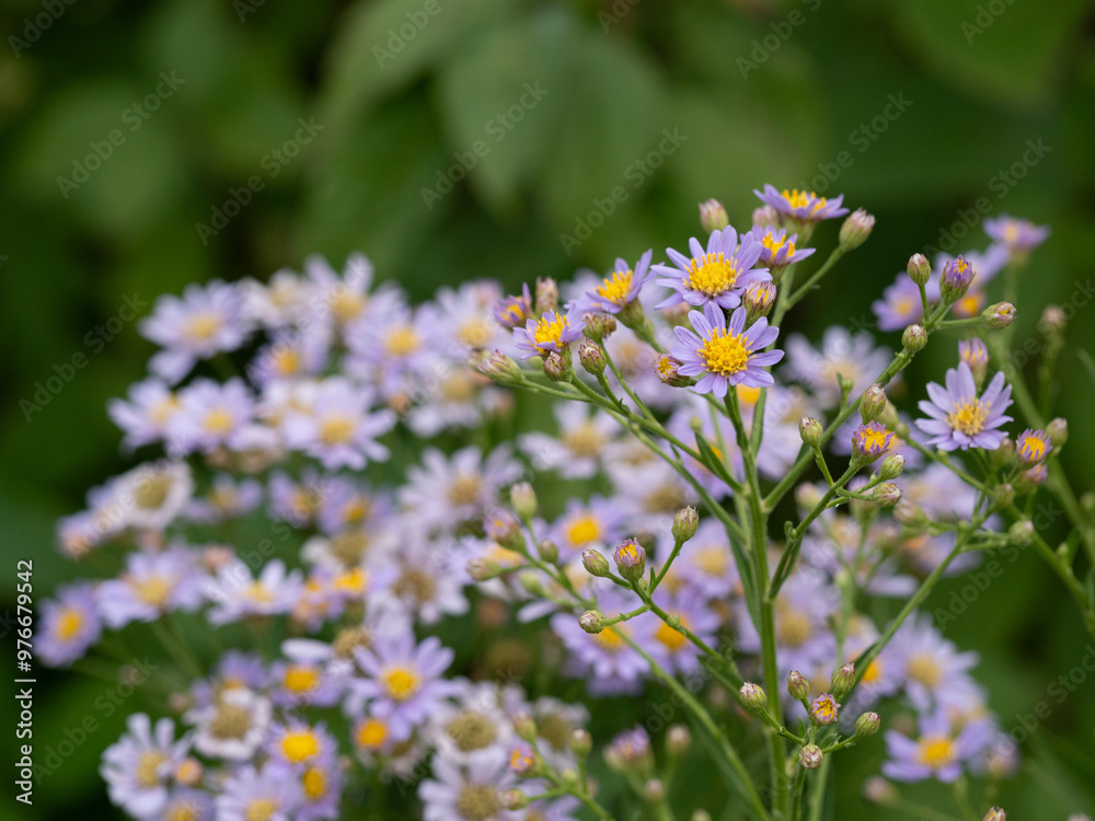 Obraz premium 初秋の薄紫のシオン