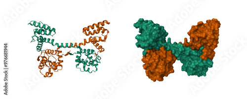 N-terminal actin-binding domain of human dystrophin. 3D cartoon and molecular surface models, pdb 1dxx, chain id color scheme photo