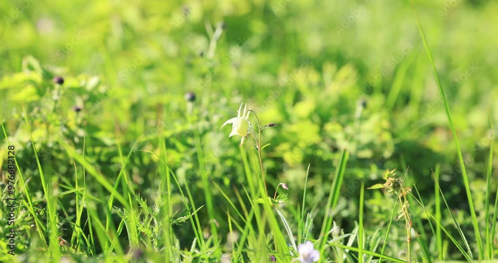 八ヶ岳連峰の美ヶ原高原の高山植物 八ヶ岳連峰の美ヶ原高原の高山植物