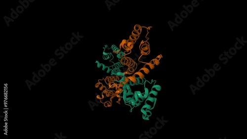 N-terminal actin-binding domain of human dystrophin. Animated 3D cartoon and molecular surface models, pdb 1dxx, chain id color scheme, black background photo