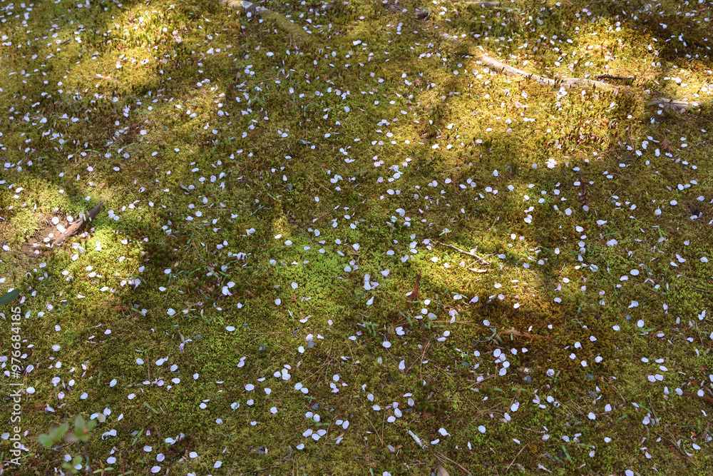 苔の上の桜の花びら
