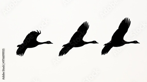 Geese Silhouette Flight.