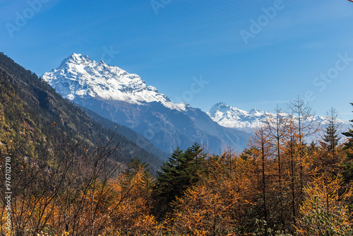 A vibrant autumn scene with colorful foliage and snow-capped mountains in the background. Perfect for depicting natural beauty, seasonal changes, and scenic landscapes. Sikkim, India