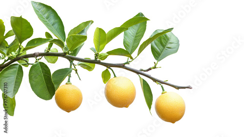 Lemon tree branch isolated on transparent background, PNG file