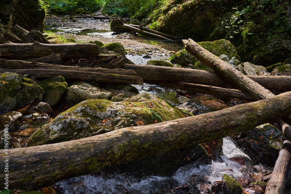 River through the forest