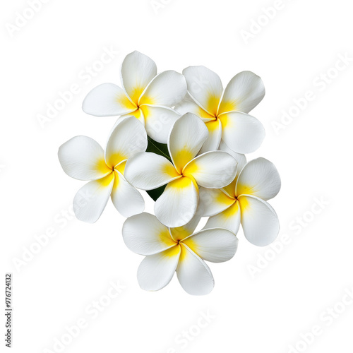 Beautiful white and yellow tropical flowers on a dark background