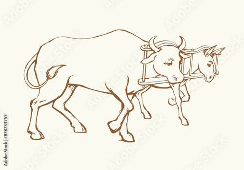 Vector drawing. Ox and donkey in one harness