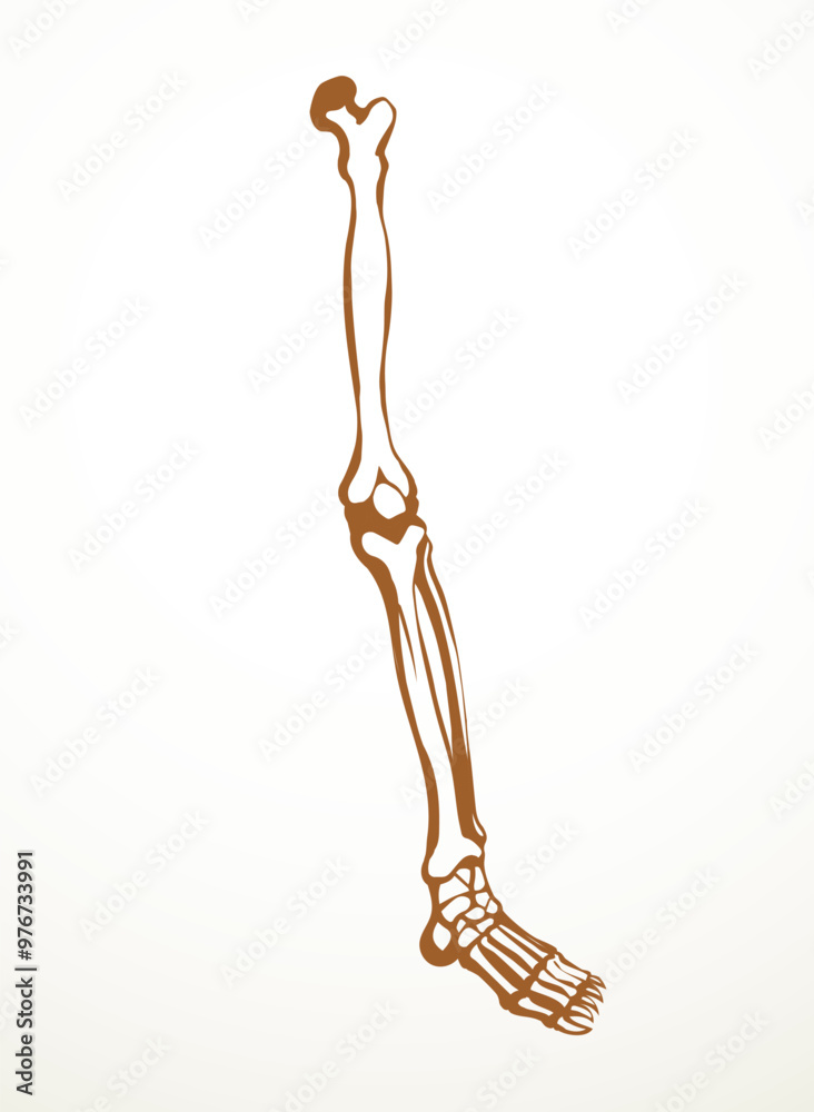 Vector drawing. Bones of the leg Vector drawing. Bones of the leg