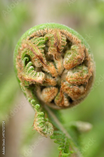 Tree Fern photo