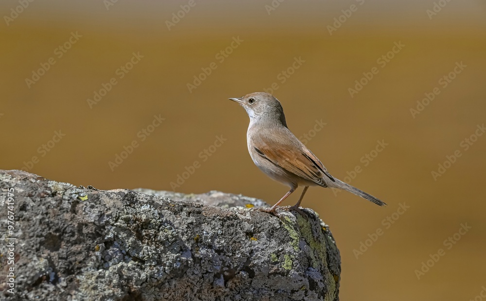 Fototapeta premium Spectacled Warbler (Sylvia conspicillata) lives in the region near the summit of Karacadağ, which spreads across the borders of Diyarbakır, Şanlıurfa and Mardin and has an altitude of 1957 meters.