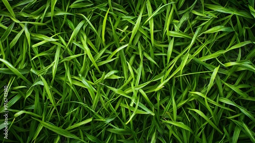 Close-up of Green Grass Blades