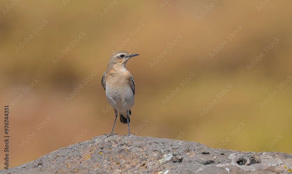 Northern Wheatear (Oenanthe oenanthe) is a common songbird in Asia, Europe, America and Africa. It lives in open and stony areas. Northern Wheatear (Oenanthe oenanthe) is a common songbird in Asia, Europe, America and Africa. It lives in open and stony areas.