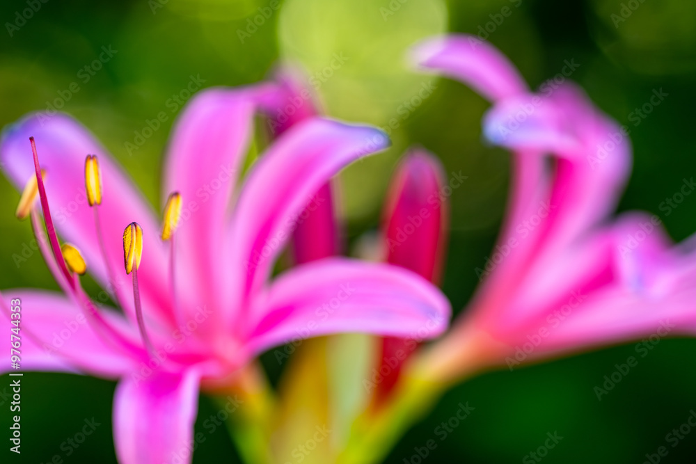 Obraz premium 輝くマンジュシャゲ