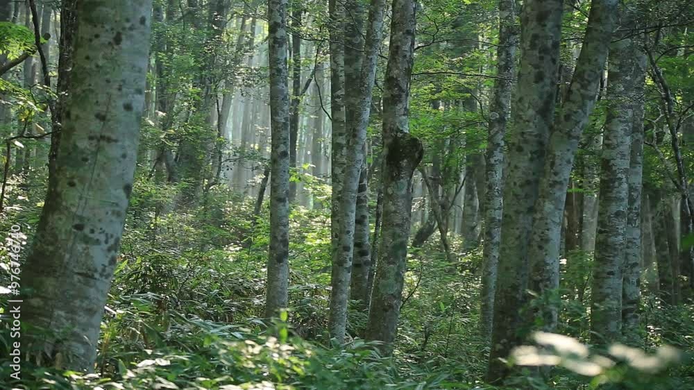 美しい緑が広がる鳥取県の伯耆大山のブナ林 美しい緑が広がる鳥取県の伯耆大山のブナ林