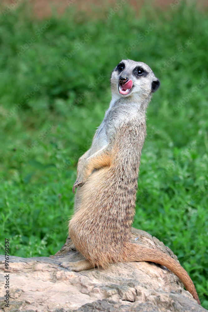 Fototapeta premium A vigilant meerkat guards its surroundings