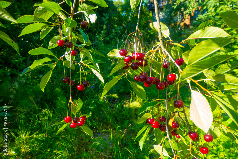 Red and sweet cherries on a branch just before harvest in early summer. High quality photo