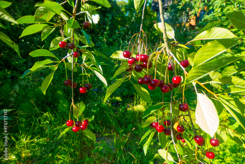 Obraz na płótnie Red and sweet cherries on a branch just before harvest in early summer. High quality photo w salonie
